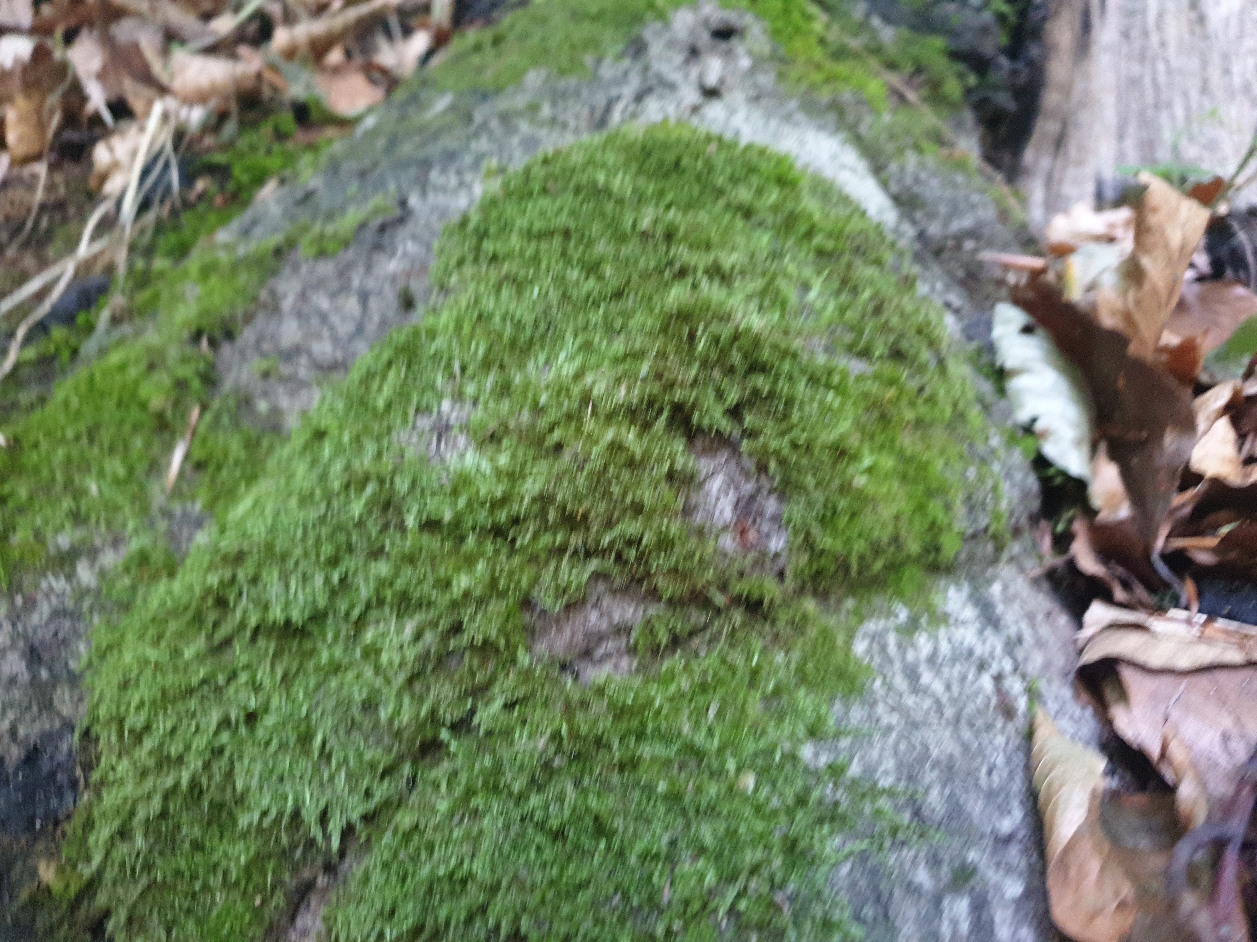 Plants and Fungi #004