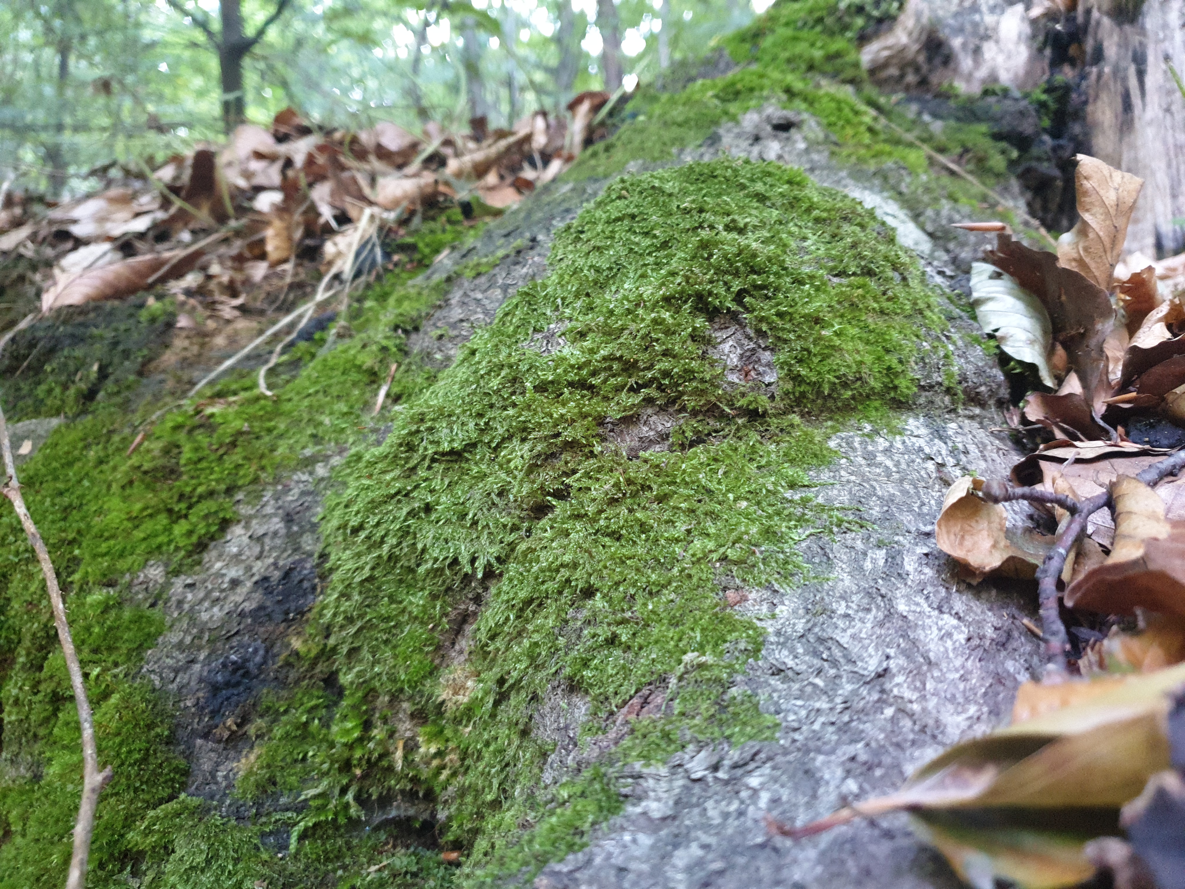 Plants and Fungi #005