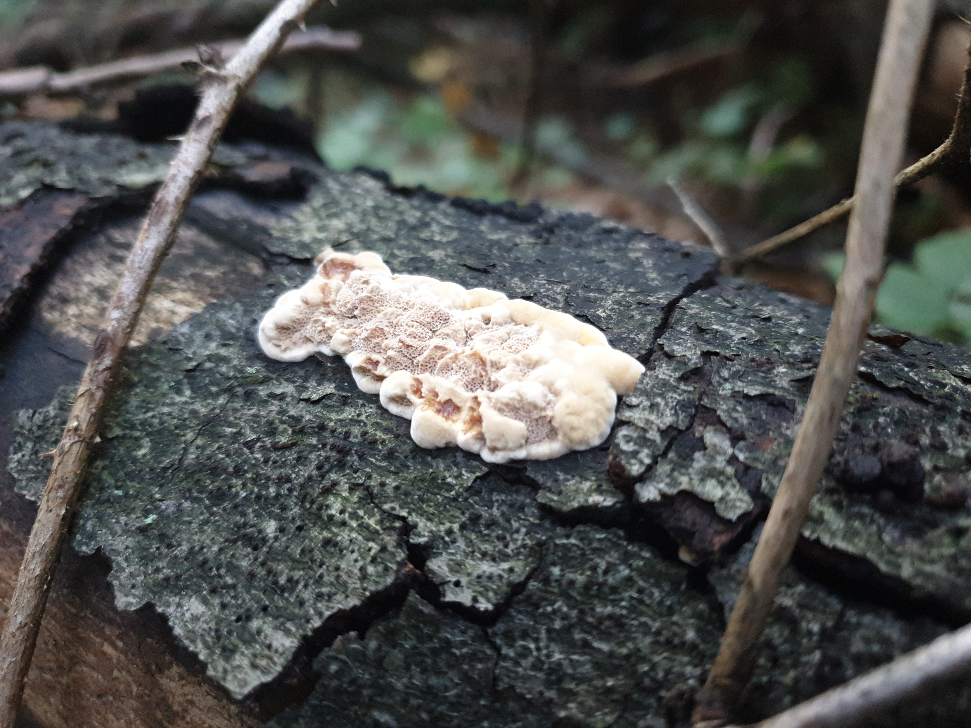 Plants and Fungi #006