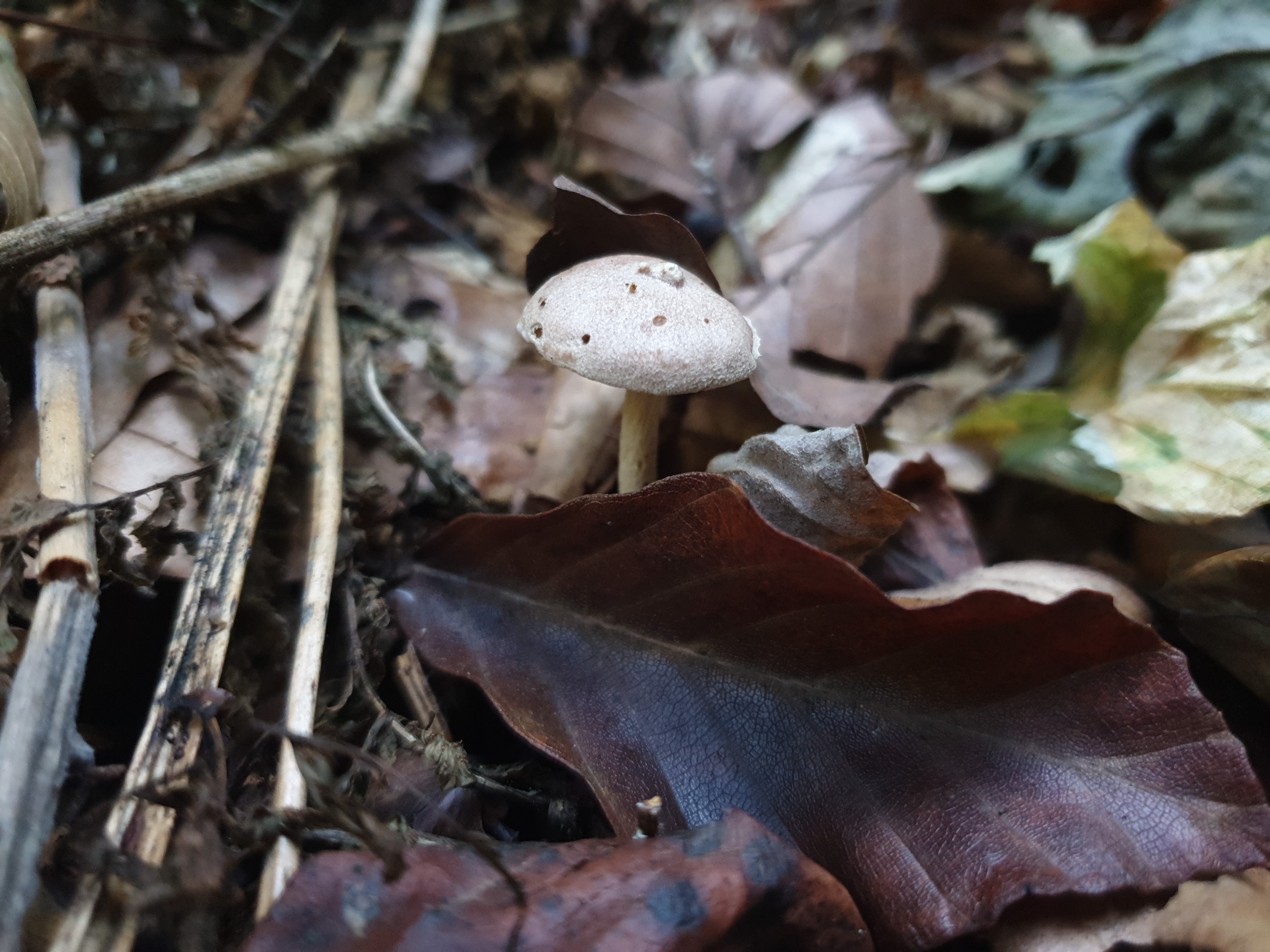 Plants and Fungi #007