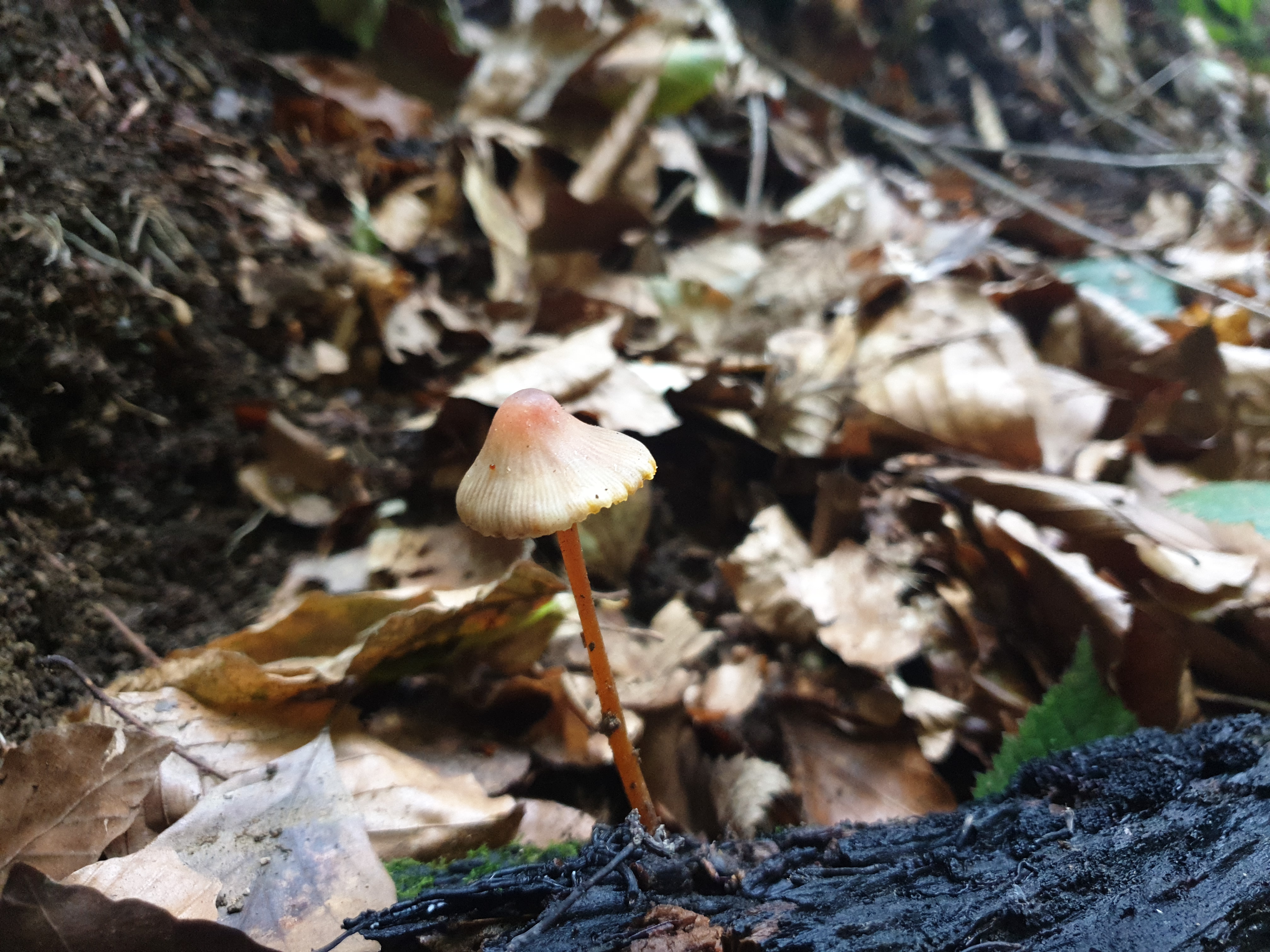 Plants and Fungi #008