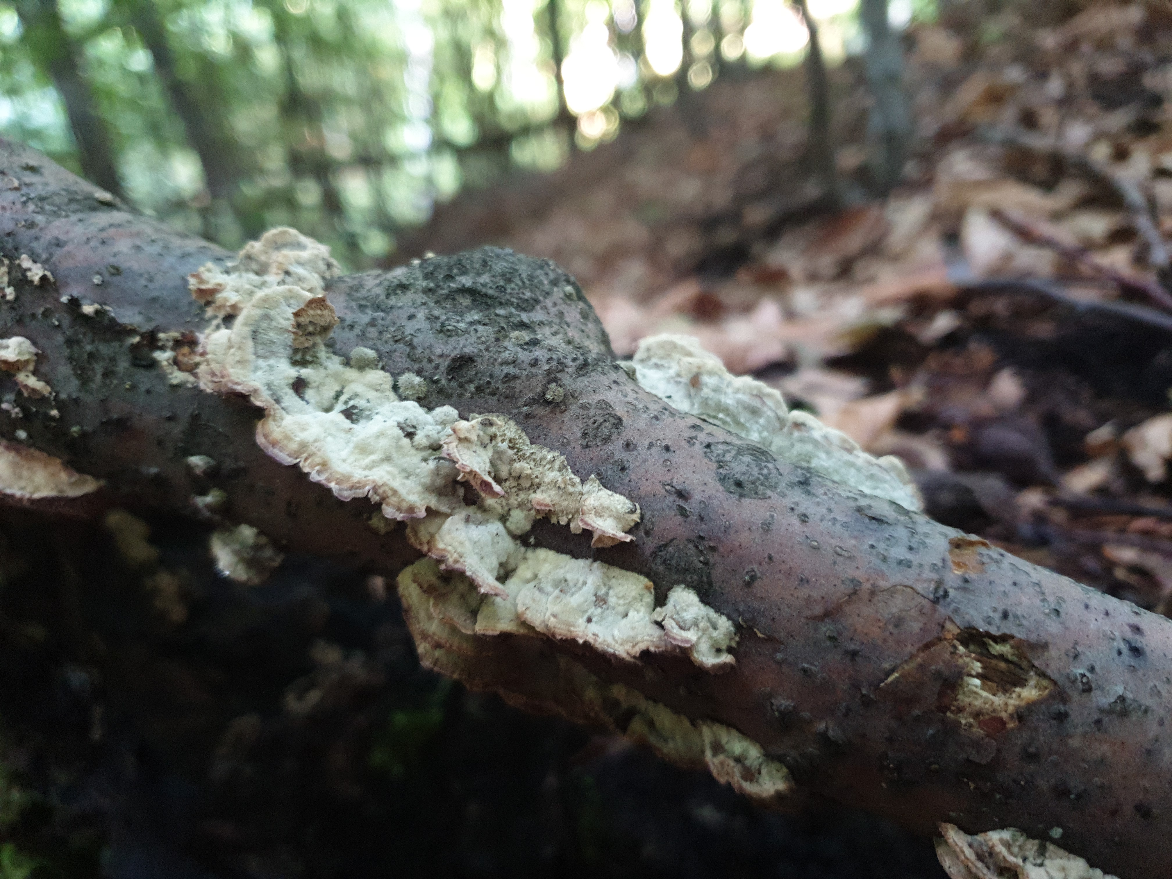 Plants and Fungi #010