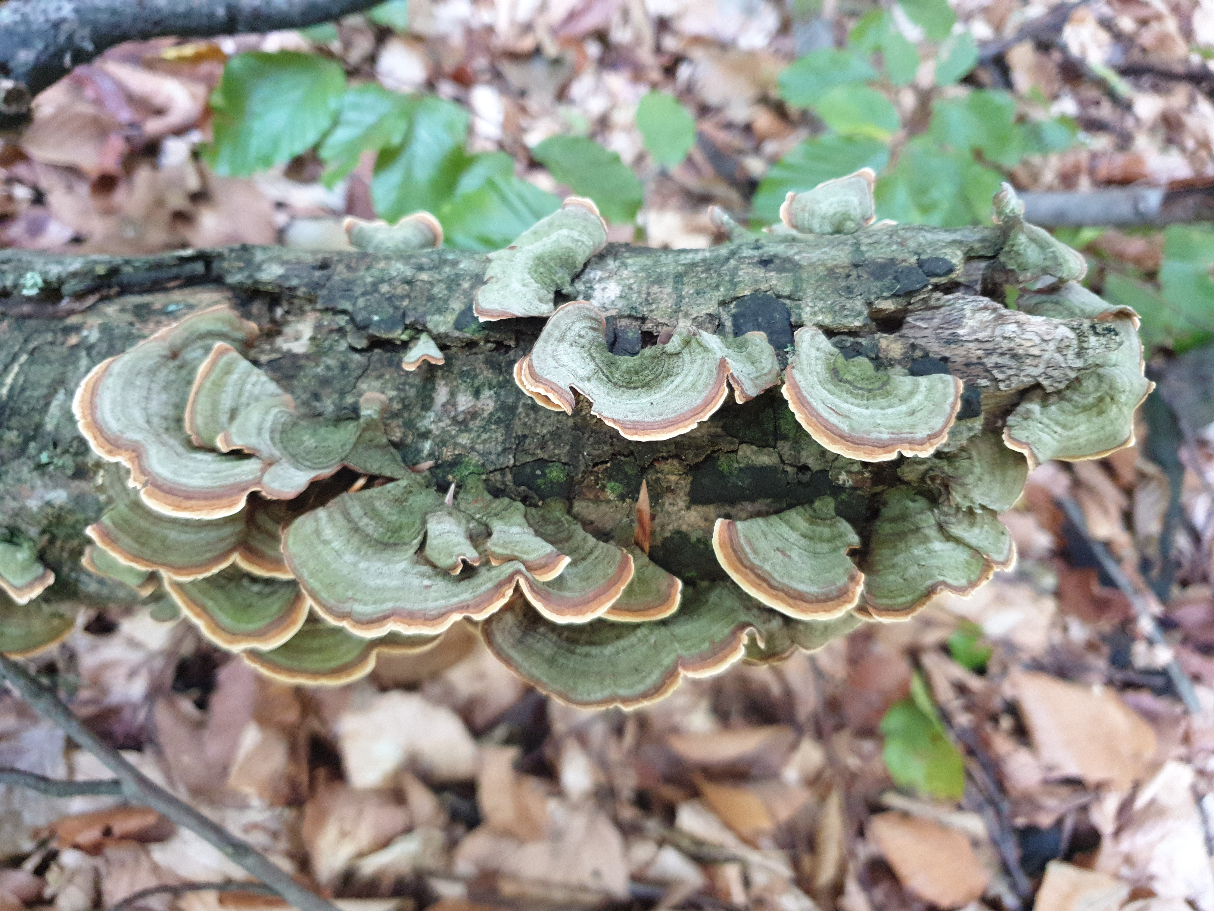 Plants and Fungi #011