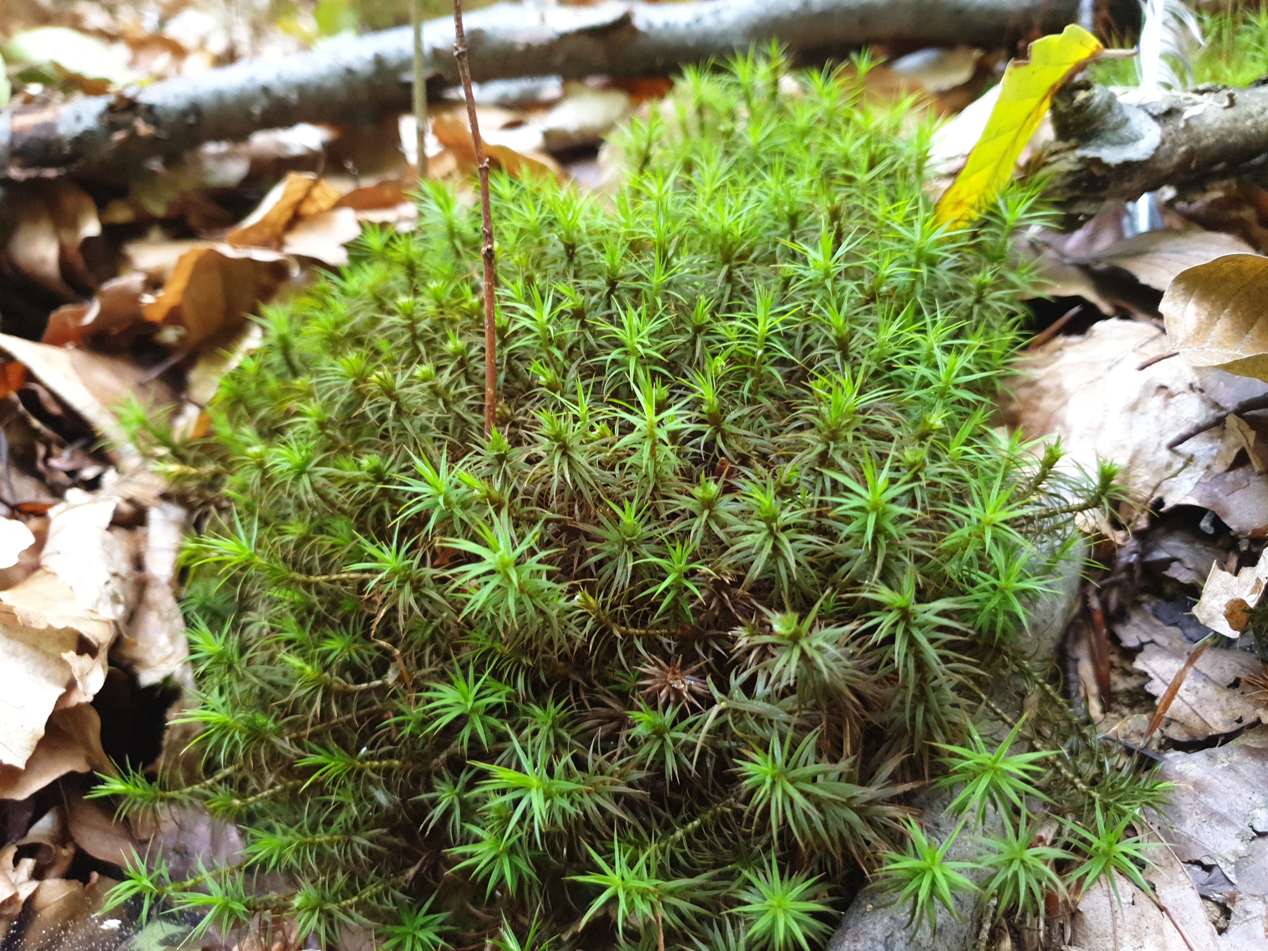 Plants and Fungi #012