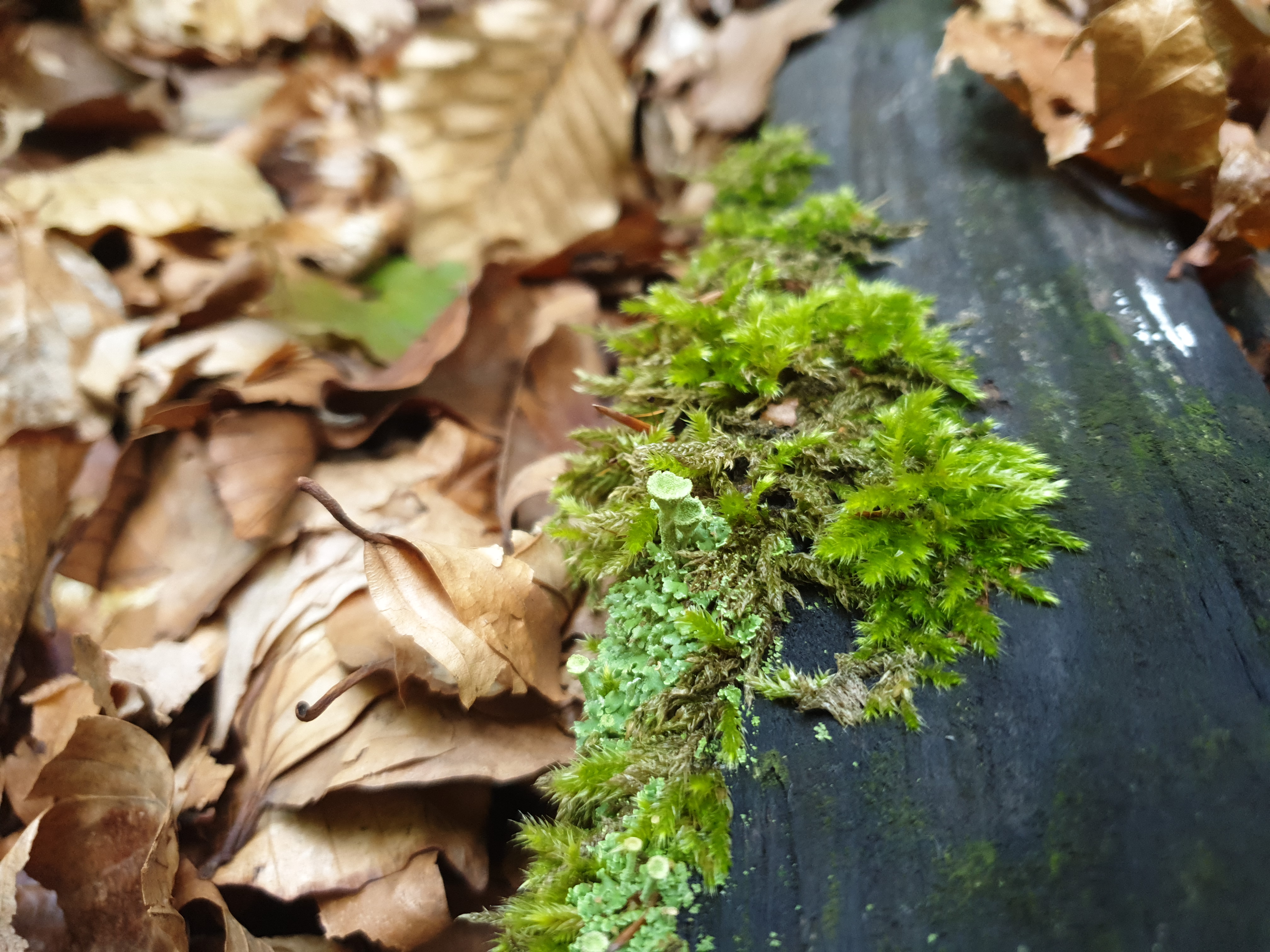 Plants and Fungi #013