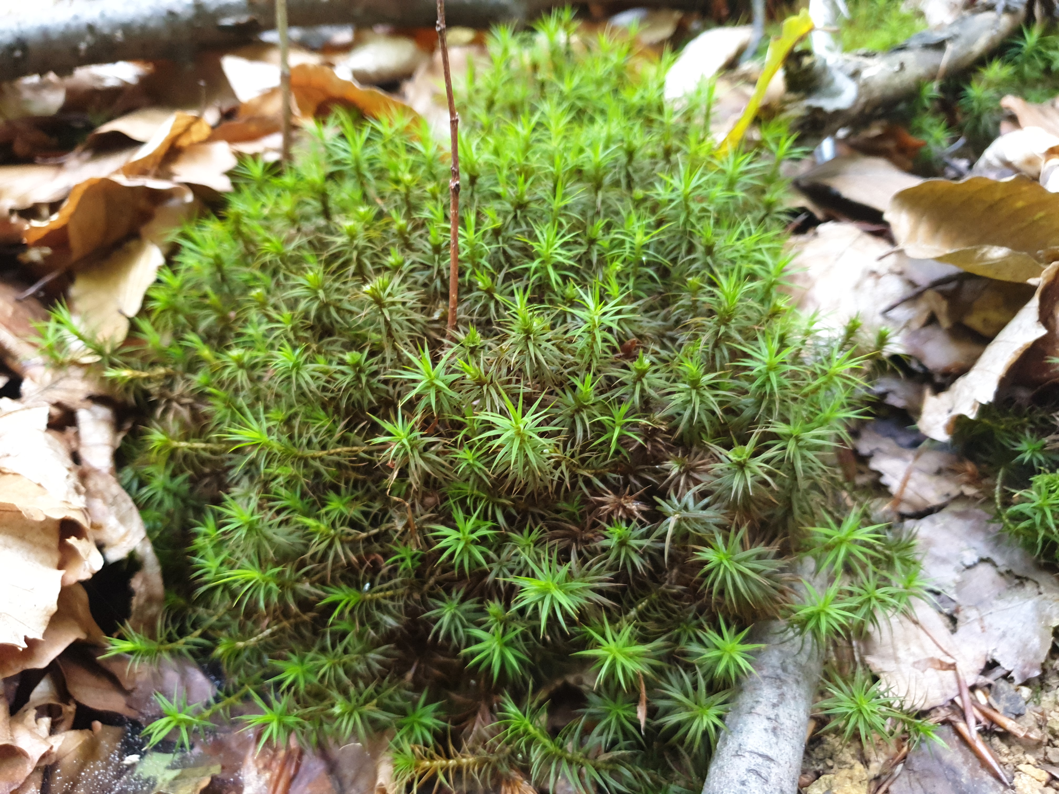Plants and Fungi #014