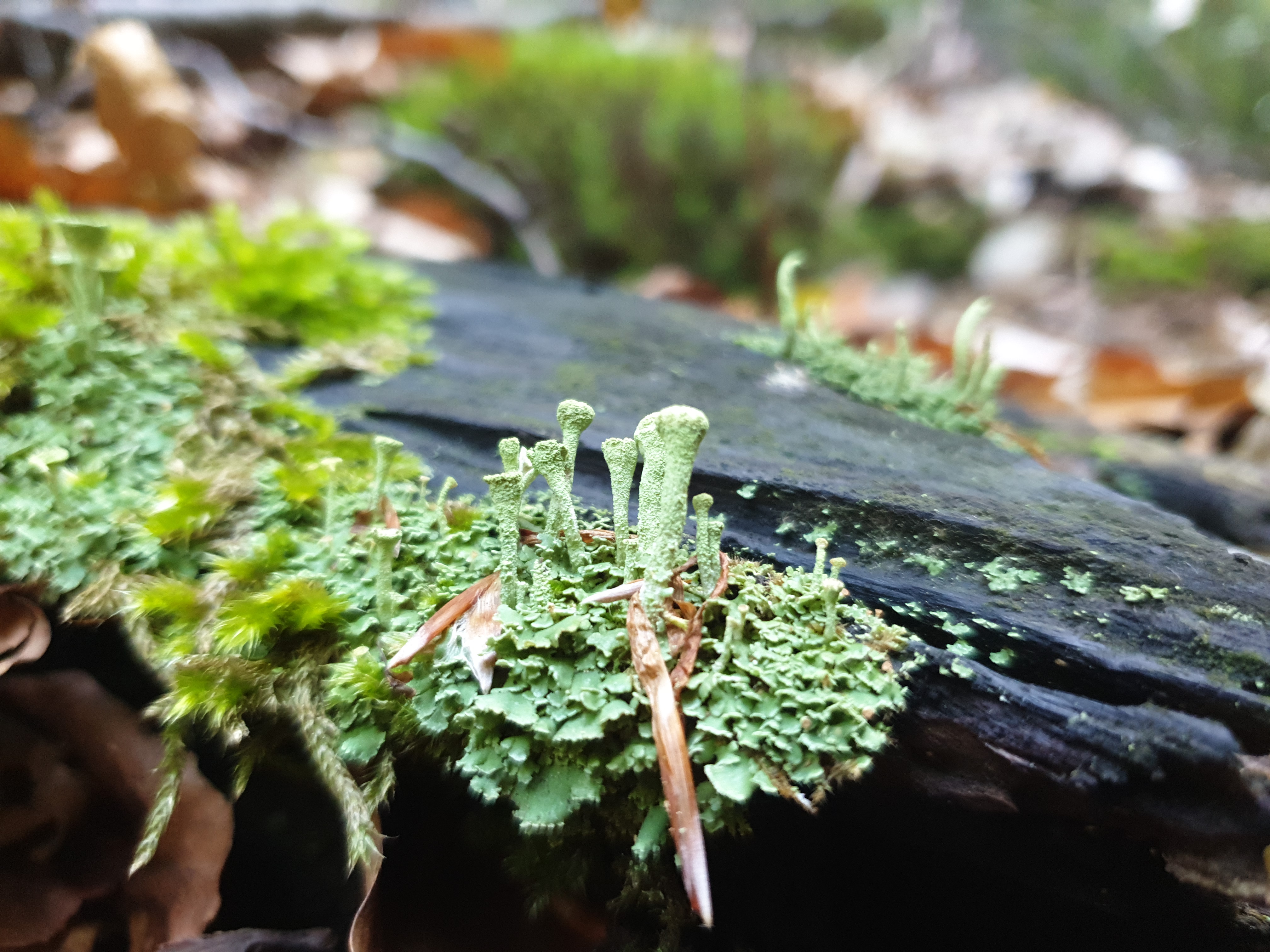 Plants and Fungi #015