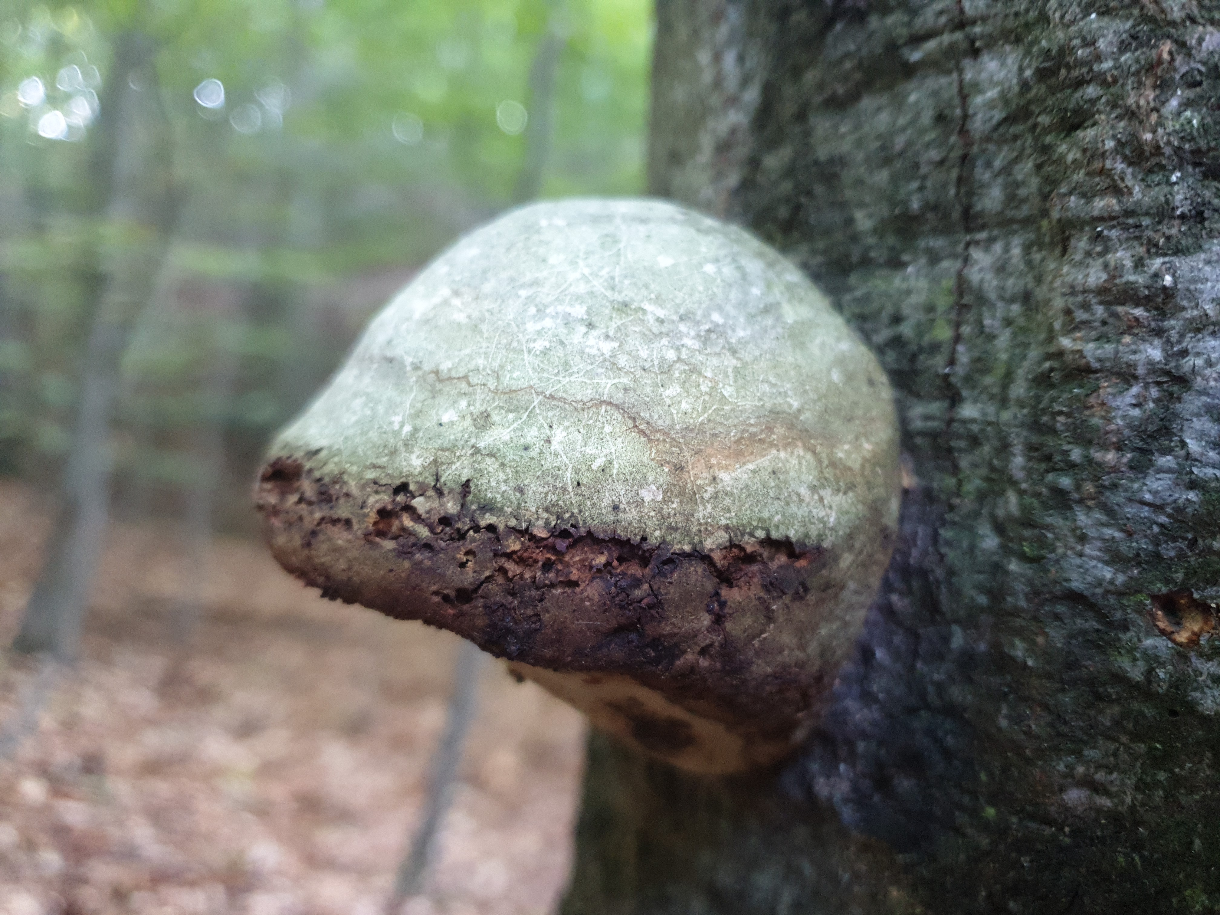 Plants and Fungi #016