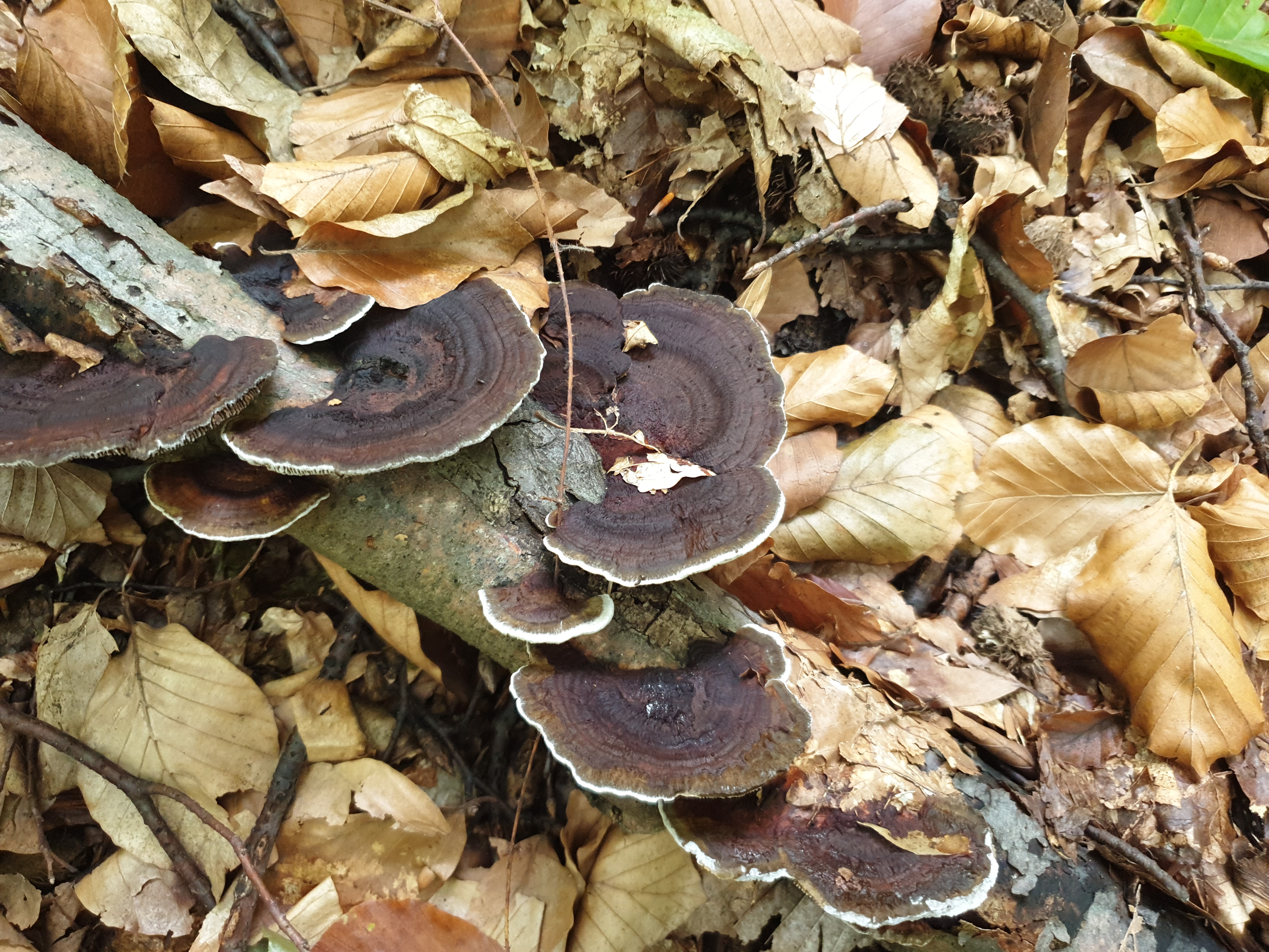 Plants and Fungi #017