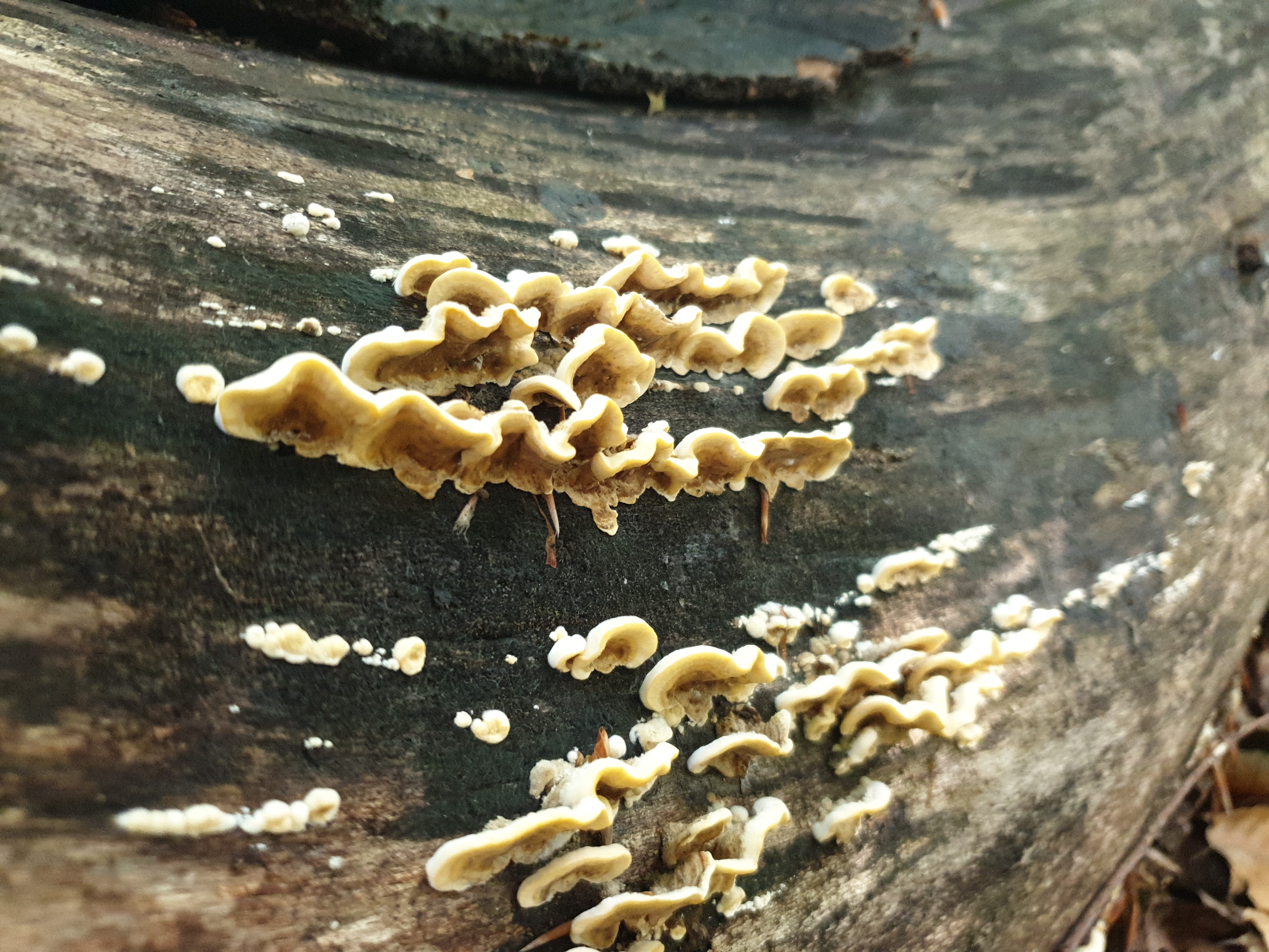 Plants and Fungi #018