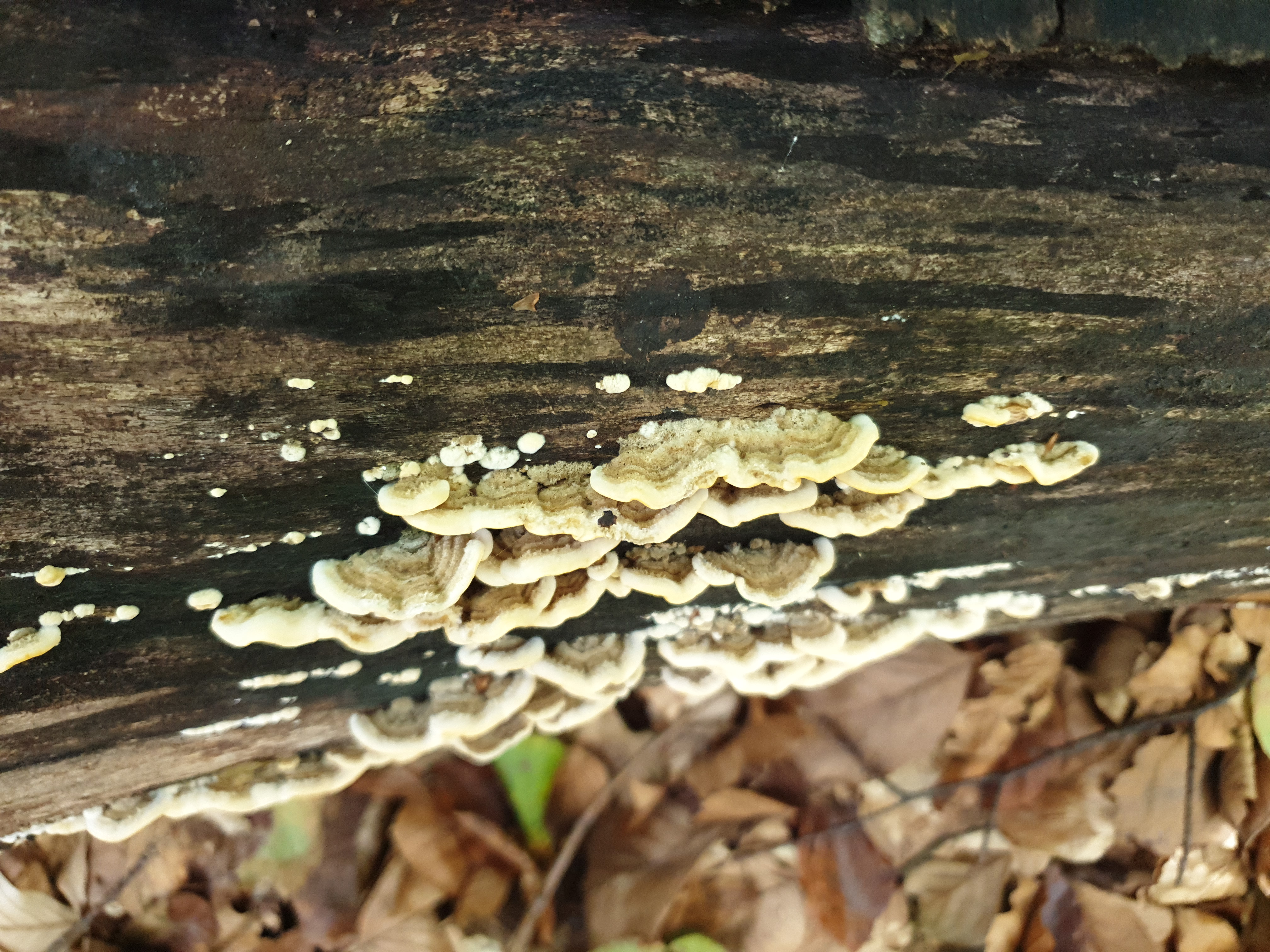 Plants and Fungi #019