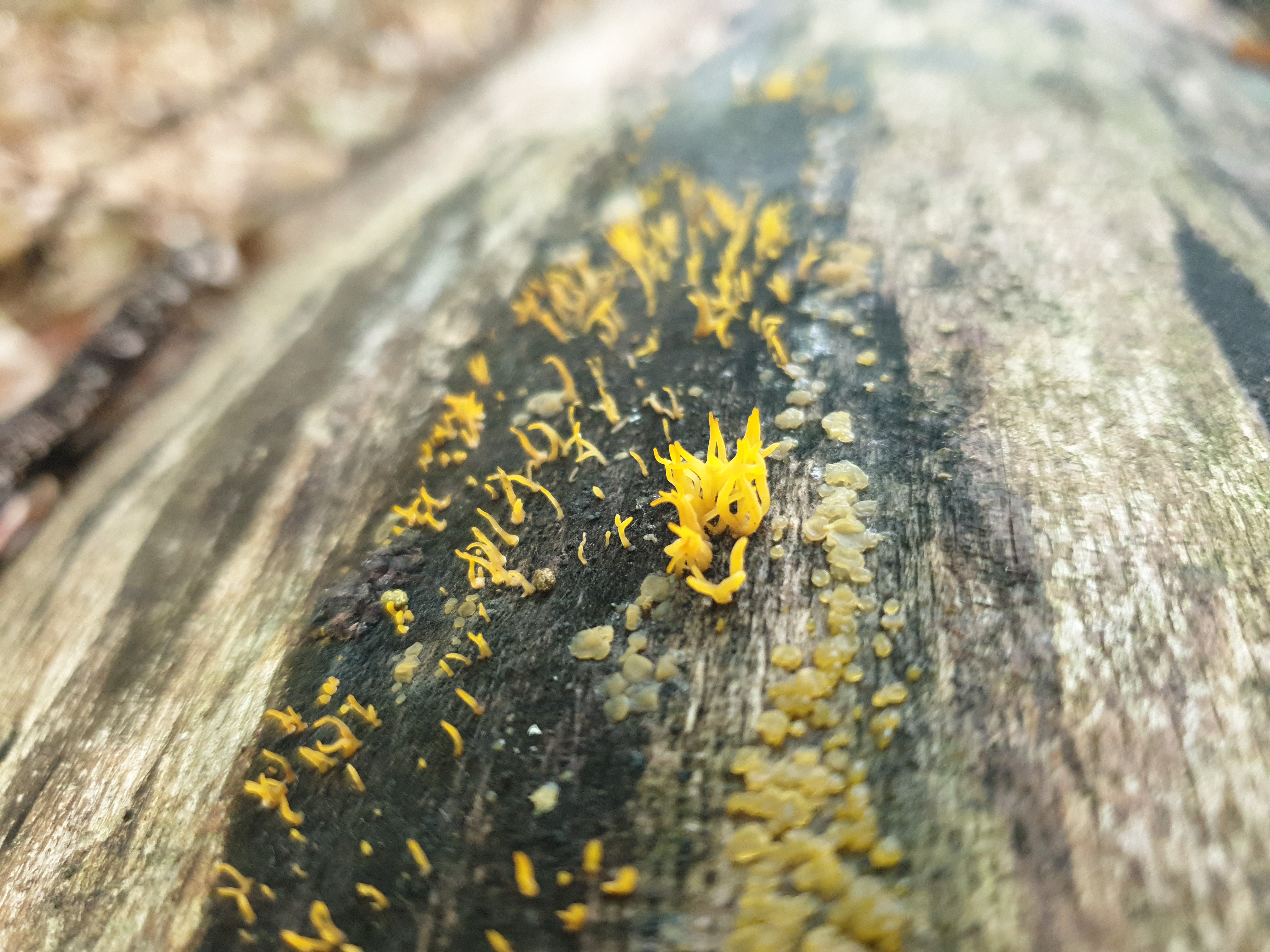 Plants and Fungi #020