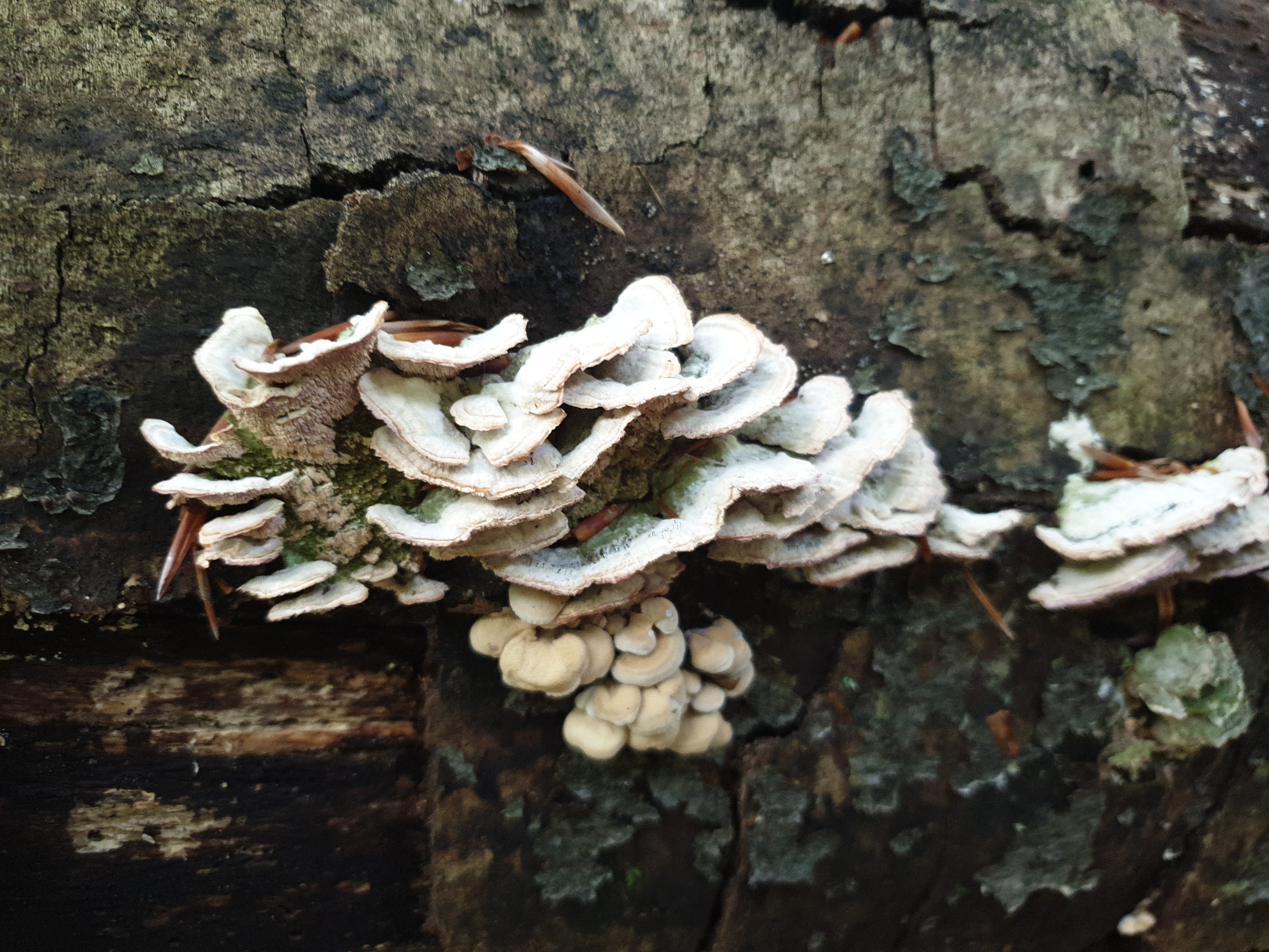 Plants and Fungi #021