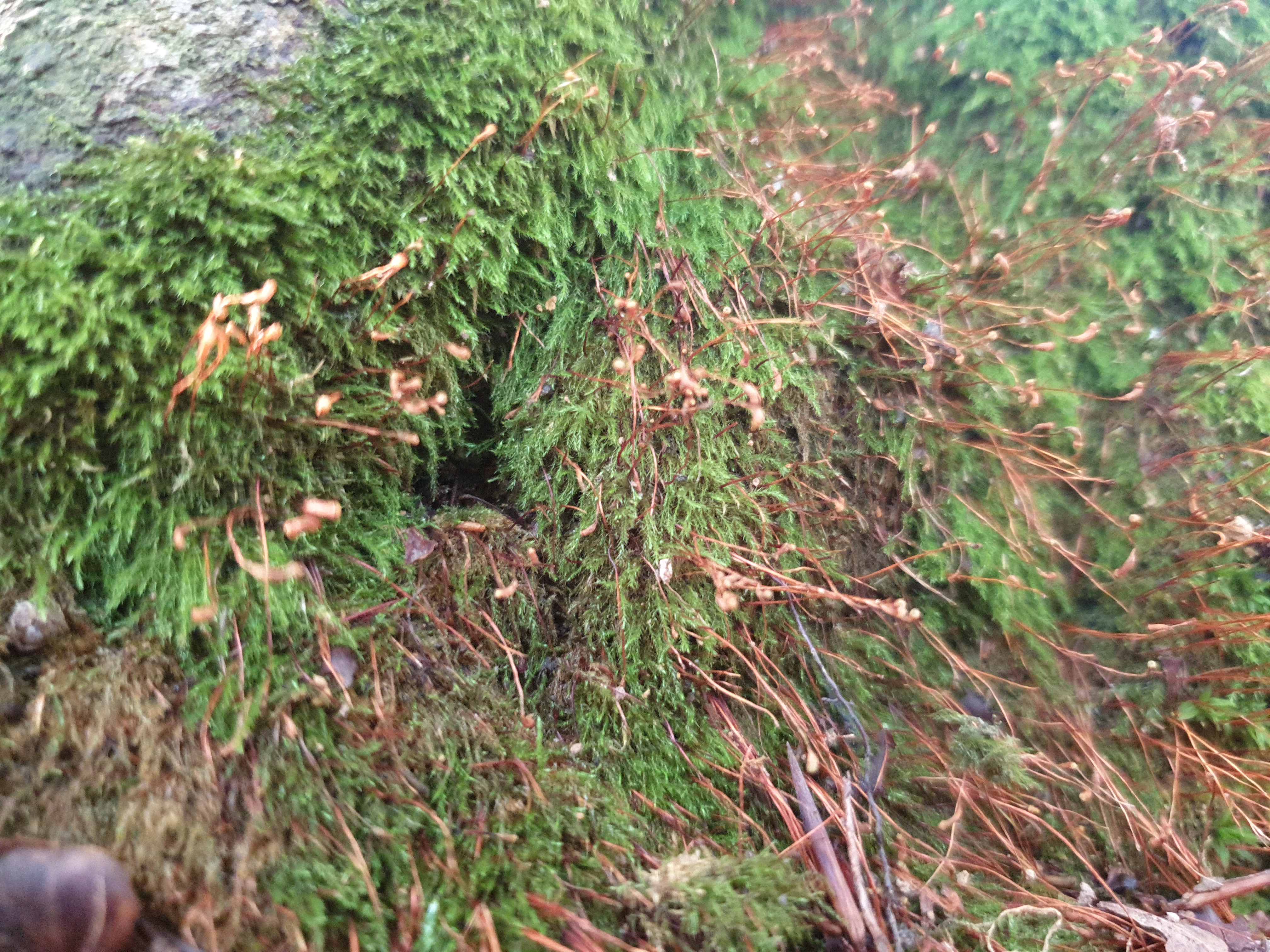 Plants and Fungi #022