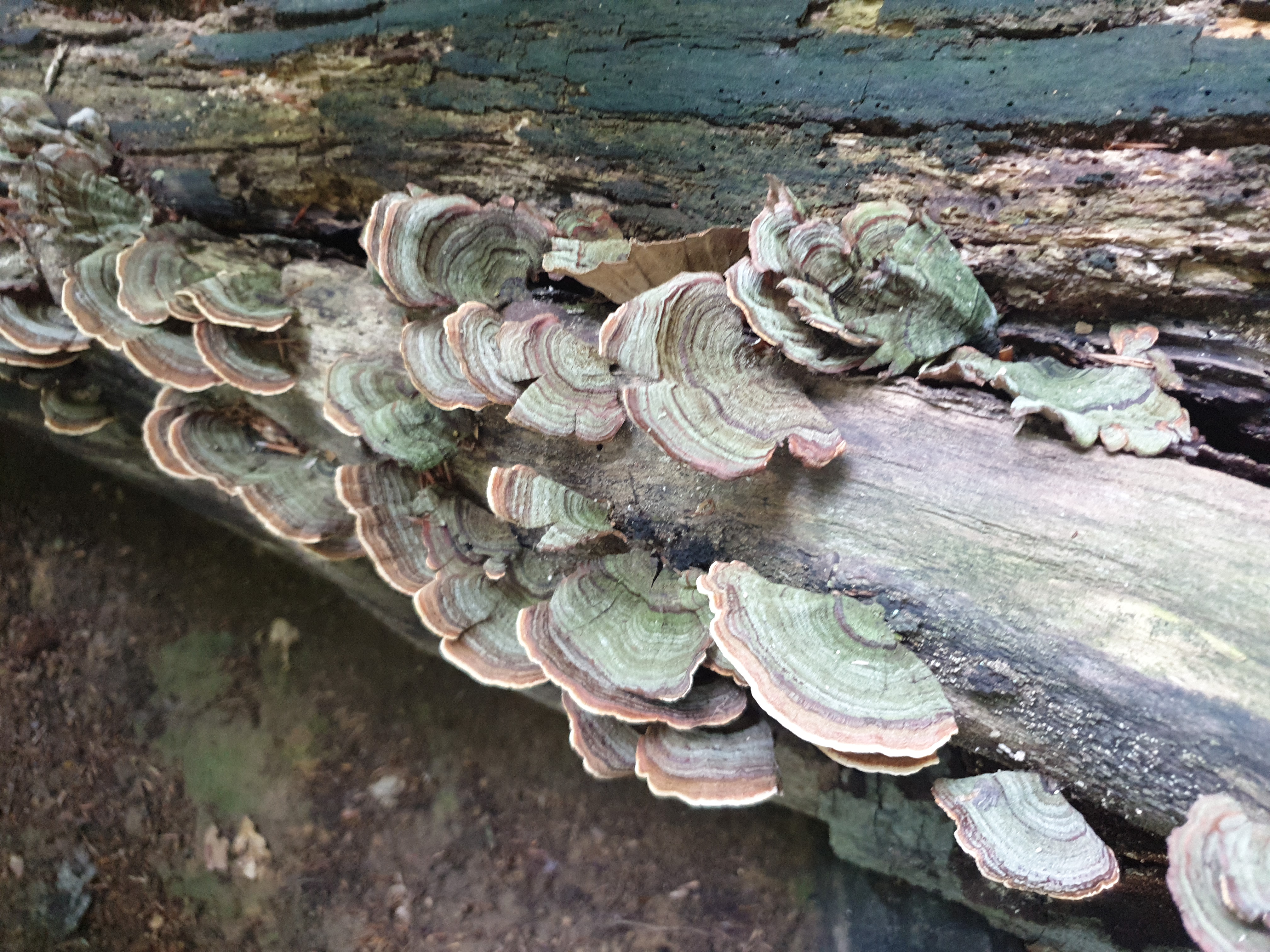 Plants and Fungi #023