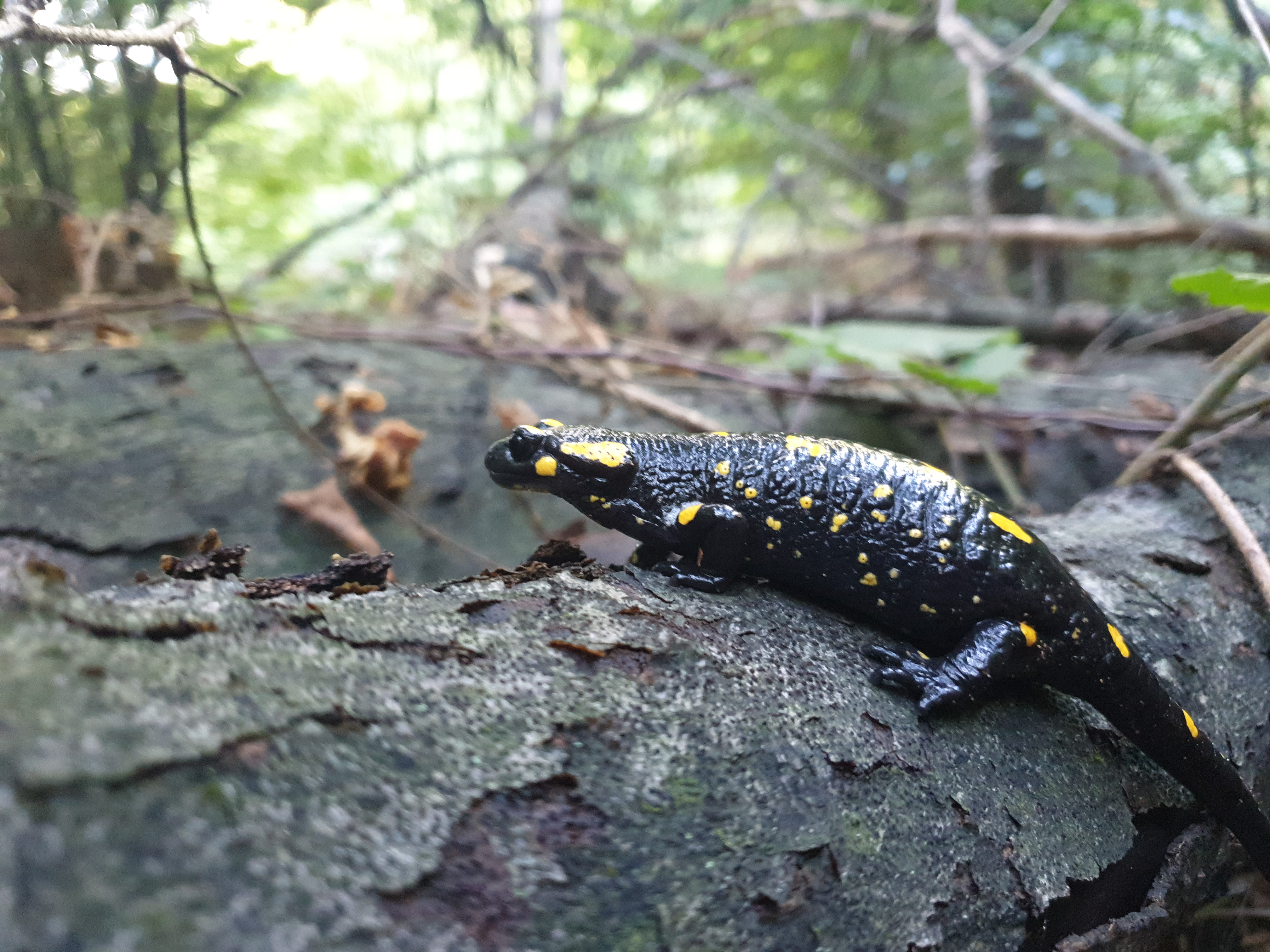Reptiles and Amphibians #001