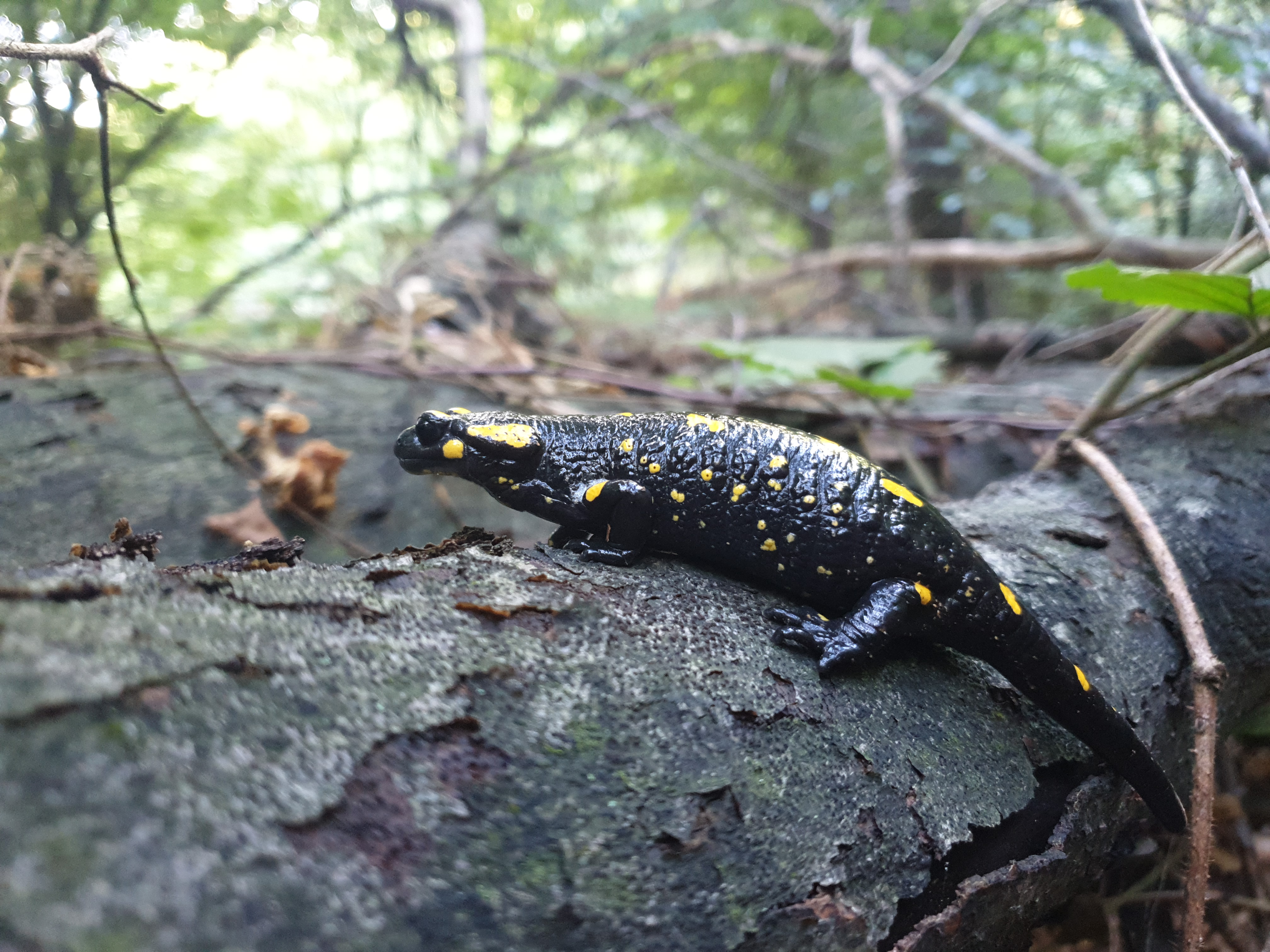Reptiles and Amphibians #002