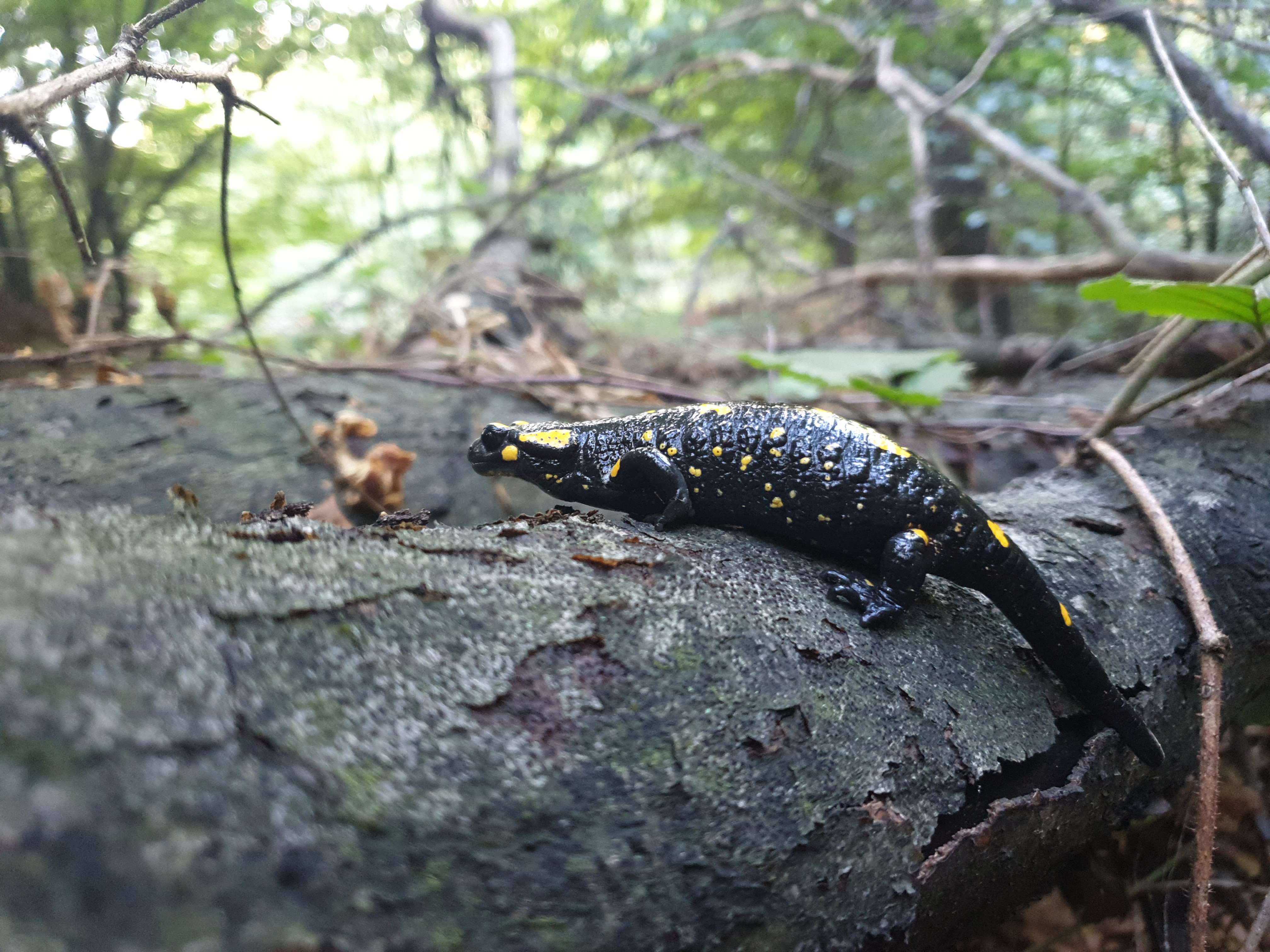 Reptiles and Amphibians #003