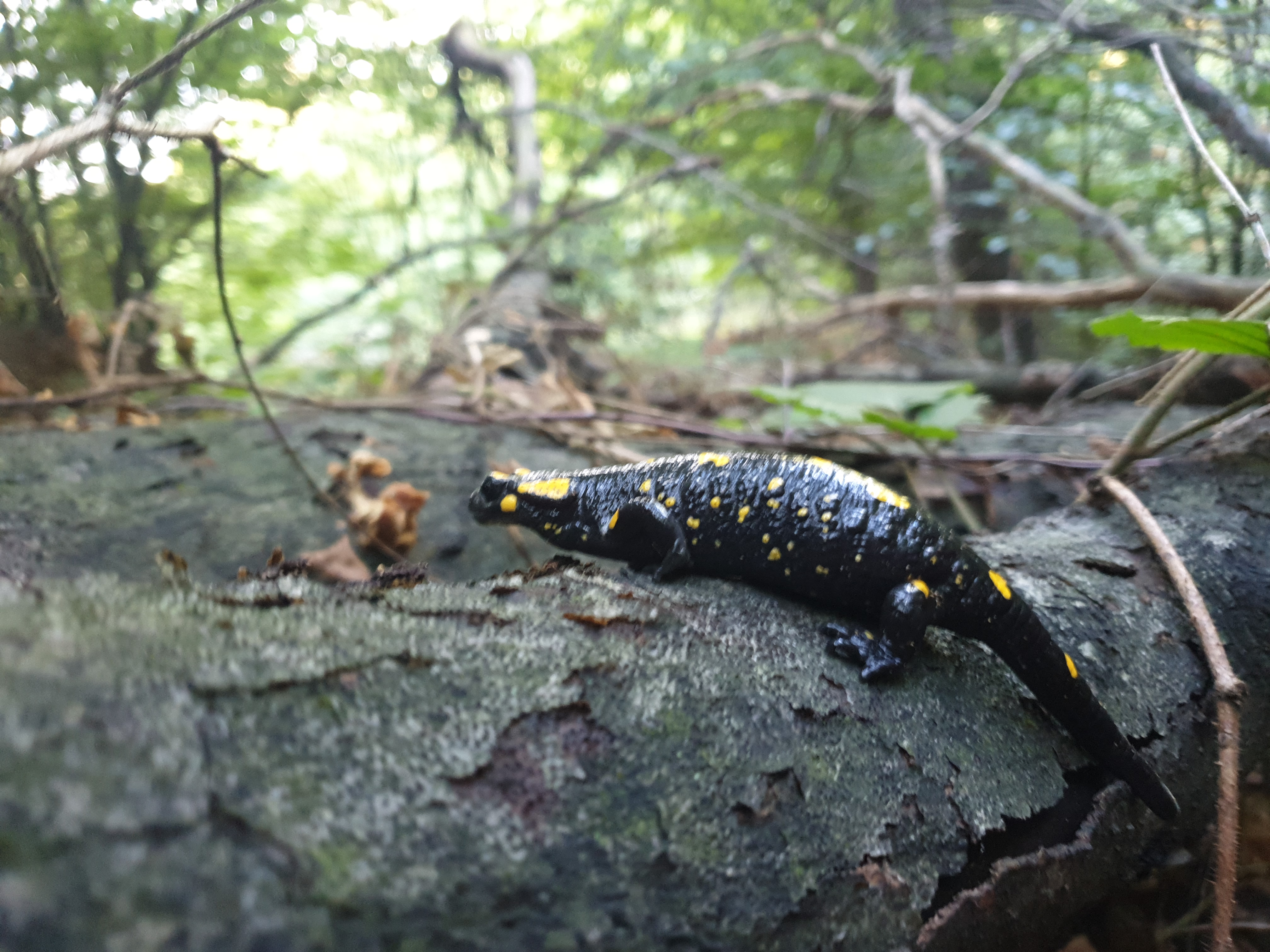 Reptiles and Amphibians #004
